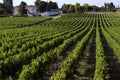 Wine Production - Vineyard - Dordogne - France