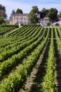 Wine Production - Vineyard in the Dordogne - France