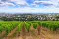 Wine ranks over Wiesbaden