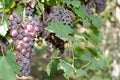 Wine red grape harvest in morning