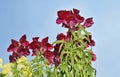 Wine red Snapdragon flowers against blue sky