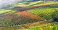 wine region in Treviso, Italy. Valdobbiadene hills and vineyards on the famous prosecco wine route Royalty Free Stock Photo