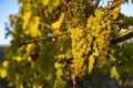 wine region Wachau at wine harvest time in Austria