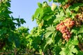 Wine ripens in the sun Royalty Free Stock Photo
