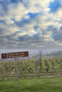 Wine road near Saint-Veran and Macon, Burgundy, France