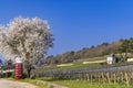 Wine road (Route des Grands Crus) near Gevrey-Chambertin, Burgundy, France