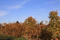 Tourism B.C.- fall season in Canada Wine Tours!