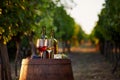 Two glasses of white and red wine with bottles at sunset. Royalty Free Stock Photo