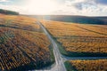 Wine trail, country road and Chablis vineyards. Burgundy, France