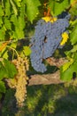 Red and white grape on a same branch