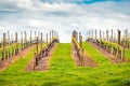 Wine valley in Adelaide Hills Royalty Free Stock Photo