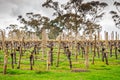 Wine valley in Adelaide Hills Royalty Free Stock Photo