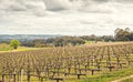 Wine valley in Adelaide Hills Royalty Free Stock Photo