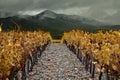 Wine valley from Catalonia