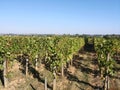 Wine vineyard Bordeaux panoramic view of grapes on vine