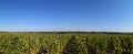 Wine vineyard Bordeaux panoramic view of grapes on vine