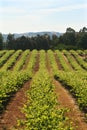 Wine Vineyard California Royalty Free Stock Photo