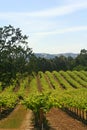 Wine Vineyard California Royalty Free Stock Photo