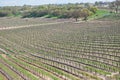 Wine Vineyard, Napa Valley, California Royalty Free Stock Photo