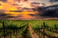 Wine Vineyard Sunset Royalty Free Stock Photo