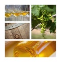Wine and viticulture Royalty Free Stock Photo