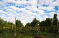 Wine-yard Royalty Free Stock Photo