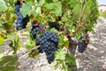 Wine yard grapes ripe red ready for harvest Royalty Free Stock Photo