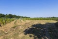 Vineyard and hill landscape on background