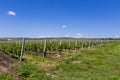 Wine yard and hill landscape on background