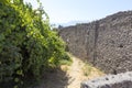 Vineyard inside of the ruins from Pompeii city