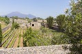 Vineyard inside of the ruins from Pompeii city