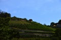 Wine Yard at the River Unstrut in the Old Town of Freyburg, Saxony - Anhalt Royalty Free Stock Photo