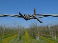 Wine yard secured with barbed wire Royalty Free Stock Photo