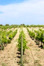 Wine yard under the blue sky in Sicily Royalty Free Stock Photo