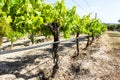 Wine yard under the blue sky in Sicily Royalty Free Stock Photo