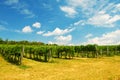 Wine yard Vienna Royalty Free Stock Photo