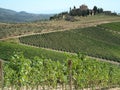 Wine-yards of Tuscany