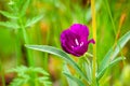 Winecup Clarkia Clarkia Purpurea