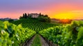 Winefields Piemonte Italy Royalty Free Stock Photo