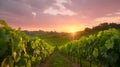 Winefields Piemonte Italy Royalty Free Stock Photo