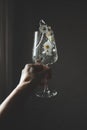 Wineglass with chamomiles flowers and water splashes in hand on dark background Royalty Free Stock Photo