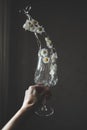 Wineglass with chamomiles flowers and water splashes in hand. Minimal style. Royalty Free Stock Photo