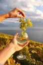 Wineglass in the hand Royalty Free Stock Photo