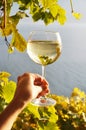 Wineglass in the hand against vineyards in Lavaux region, Switze Royalty Free Stock Photo