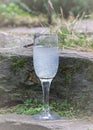 Wineglass with lemonade on rock, stones among moss. Scenic still life with fizzy water drink or soda in nature