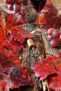 Wineglass, red grape leaves and vintage bottle stopper Royalty Free Stock Photo