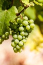 Winegrape in germany Royalty Free Stock Photo