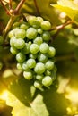 Winegrape in germany