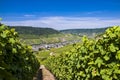 Winegrape in germany Royalty Free Stock Photo