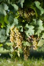 Winegrapes Royalty Free Stock Photo